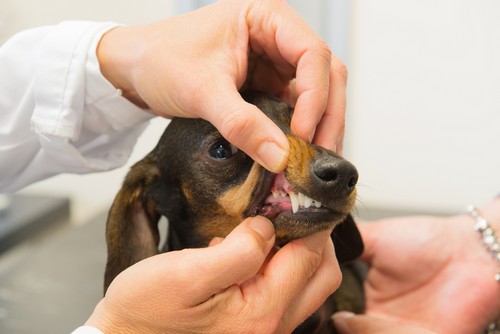 Dental Care  Novato, CA