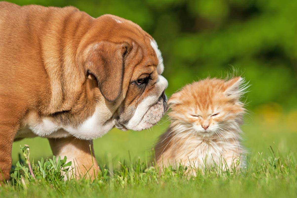 Puppy & Kitten Care  Novato, CA