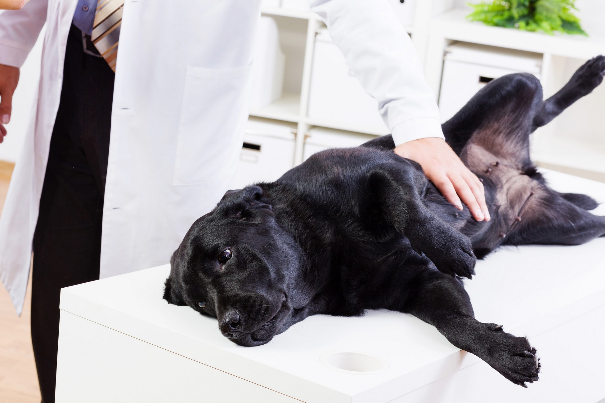 Wellness Exams  Novato, CA